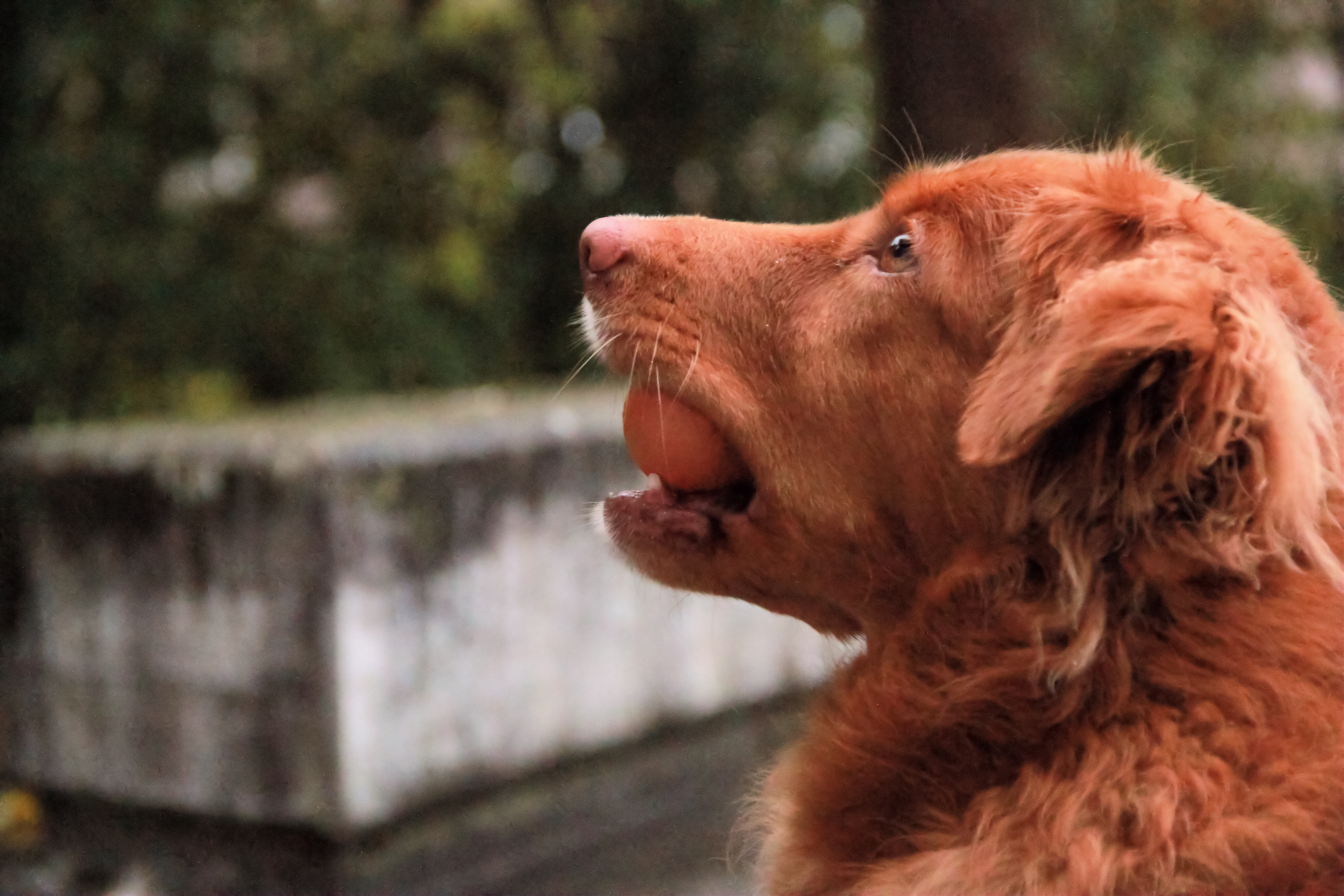 Les Races De Chien